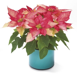 Pink Poinsettia from Arthur Pfeil Smart Flowers in San Antonio, TX